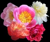 Early blooming peonies collection at Peony Farm, WA, peonies for sale