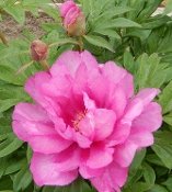 Itoh Peonies FIRST ARRIVAL, Peony Farm, WA, itoh peonies for sale