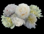 White Peonies to light up your garden for sale at Peony Farm, WA