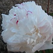 Peonies AVALANCHE, Peony Farm, WA, peonies for sale, order online