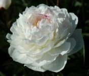 Peonies AVALANCHE, Peony Farm, WA, peonies for sale, order online