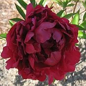 Peonies FIRST OUT, Peony Farm, WA, peonies for sale