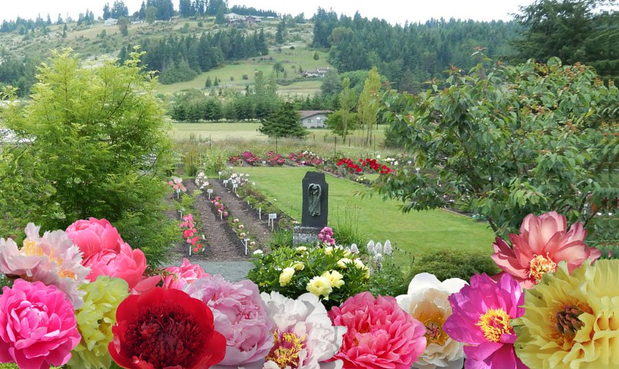 Peony Farm Garden, Wa